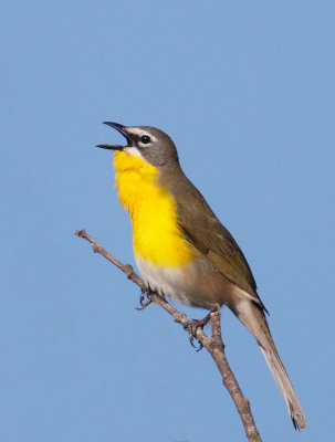 Yellow-breasted Chat, male