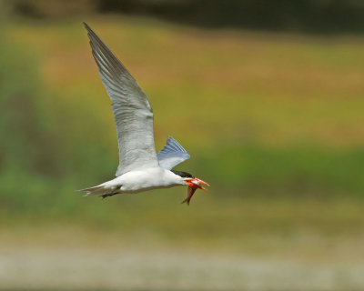 Caspian Tern, flying to colony with fish