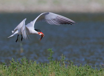 Caspian Tern, landing with fish