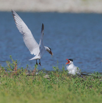 Caspian Terns, male offering fish to female