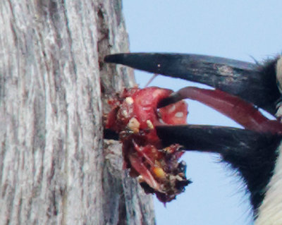 Acorn Woodpecker, detail, meat