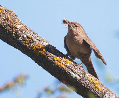 House Wren, carrying food to nest