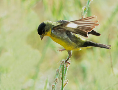 Lesser Goldfinch, male