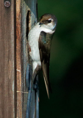 Violet-green Swallow, female, at nest