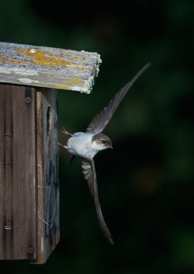 Violet-green Swallow, female, leaving nest