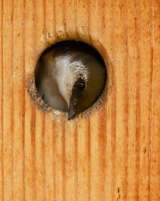 Violet-green Swallow, nestling