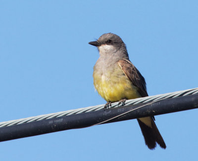 Cassin's Kingbird