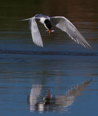 Forster's Tern, carrying fish