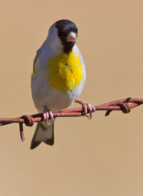 Lawrence's Goldfinch, male