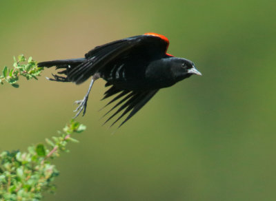 Red-winged Blackbird, Bicolored male, taking off