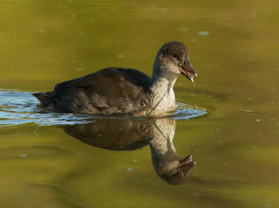 American Coot, juvenile