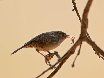 House Wren, carrying food to nest