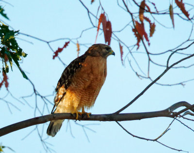 Red-shouldered Hawk