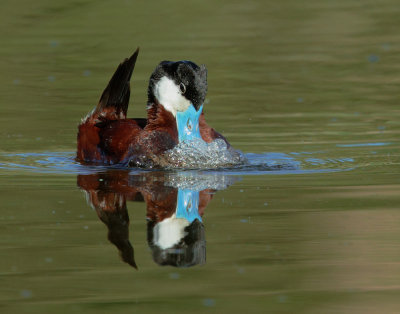 Ruddy Duck, male bubbling