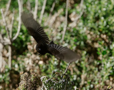 Black Phoebe