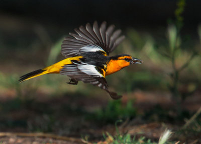 Bullock's Oriole, male carrying courtship offering