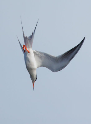 Forster's Tern, diving for fish