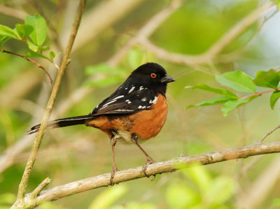 Spotted Towhee, male*