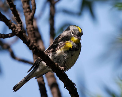 Yellow-rumped Warbler, male Audubon's