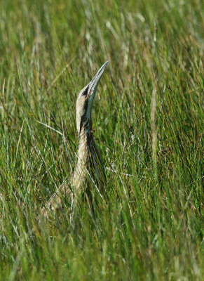 American Bittern