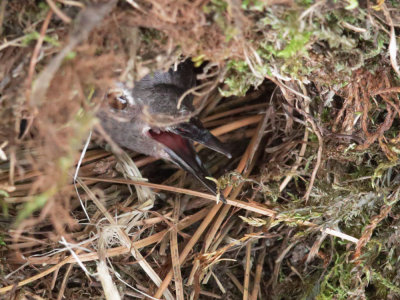 American Dipper, female incubating