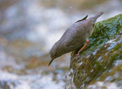 American Dipper