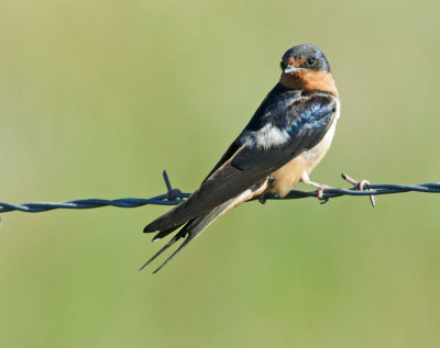 Barn Swallow