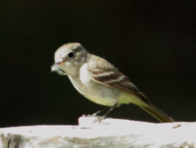 Empidonax Species