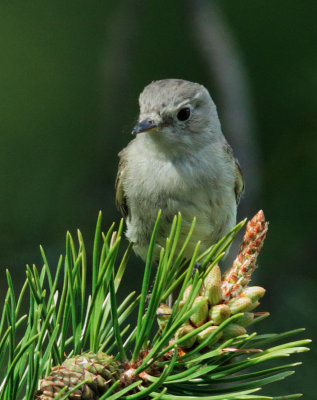 Gray Flycatcher