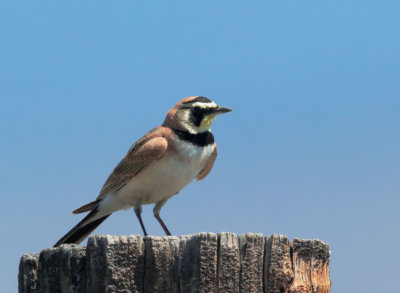 Horned Lark, male