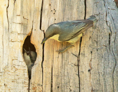 Pygmy Nuthatches, incubating pair
