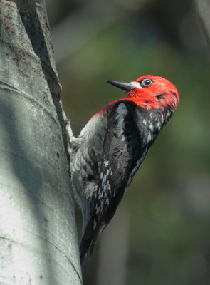 Red-breasted Sapsucker, making wells