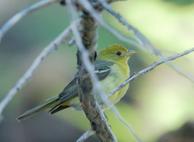 Western Tanager, female