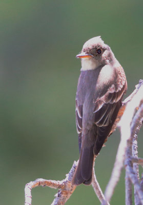 Western Wood-Pewee