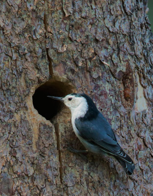 White-breasted Nuthatch, at nest