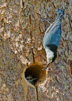 White-breasted Nuthatches, pair, female incubating