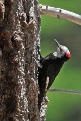 White-headed Woodpecker, male