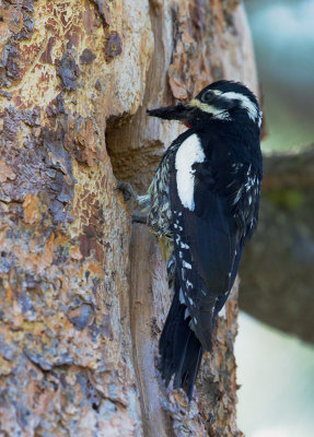 Williamson's Sapsucker, male bringing food to nest