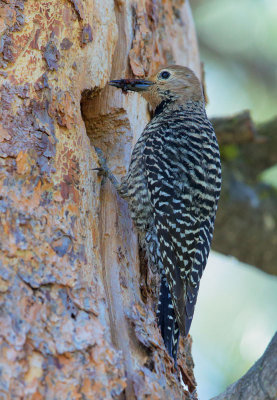 Williamson's Sapsucker, female bringing food to nest