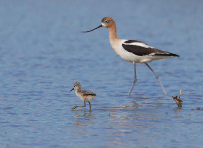 American Avocet, female, with downy chick