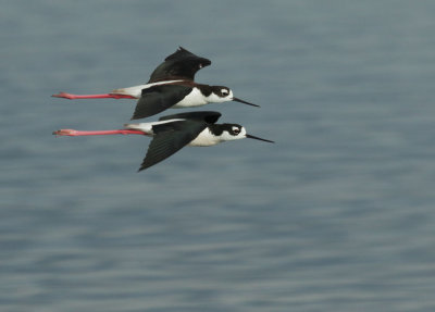 Black-necked Stilt pair, flying
