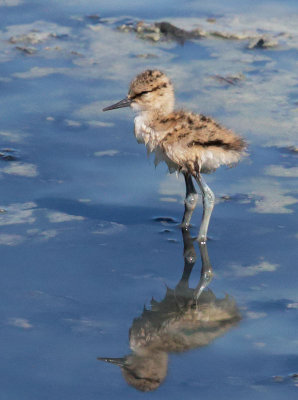 American Avocet, downy chick