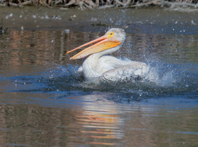 American White Pelican, bathing