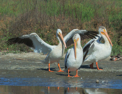 American White Pelicans, preening
