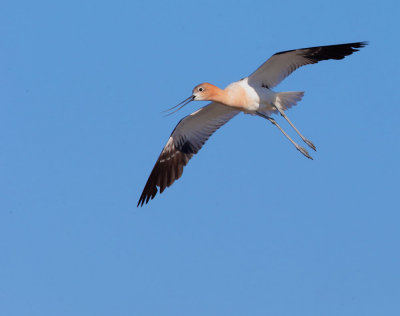 American Avocet, male