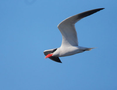 Caspian Tern