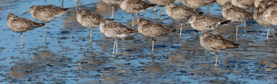 Willets, molting