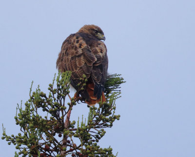 Red-tailed Hawk