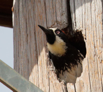 Acorn Woodpecker, at nest
