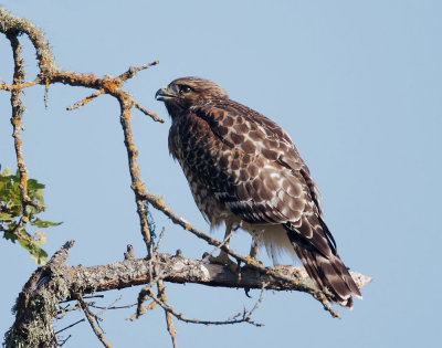 Red-shouldered Hawk, juvenile